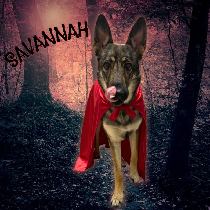 German Shepherd
