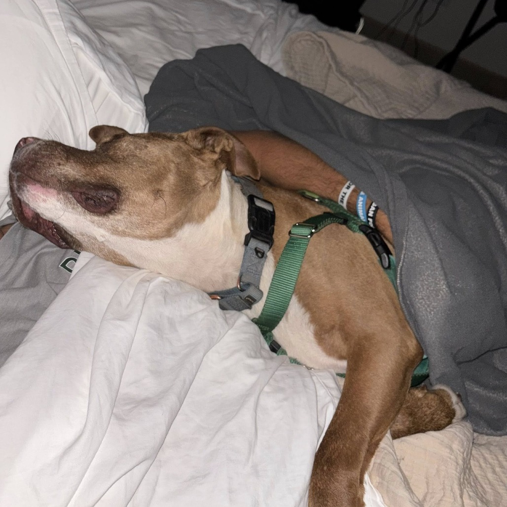 Caine, photo 13