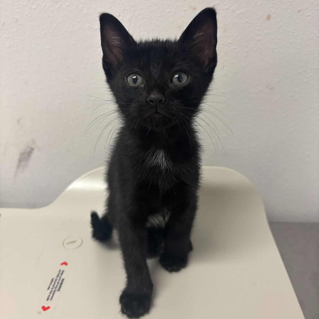 Photo of Basquiat, available for adoption at PVAS