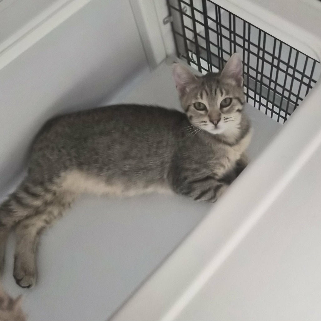 CHINA - Domestic Shorthair available for adoption
