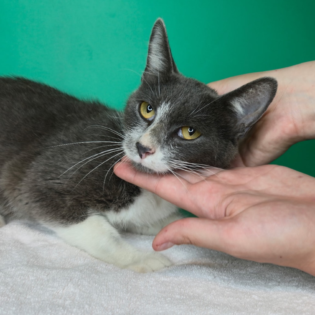 MAEVE - Domestic Shorthair / Russian Blue available for adoption