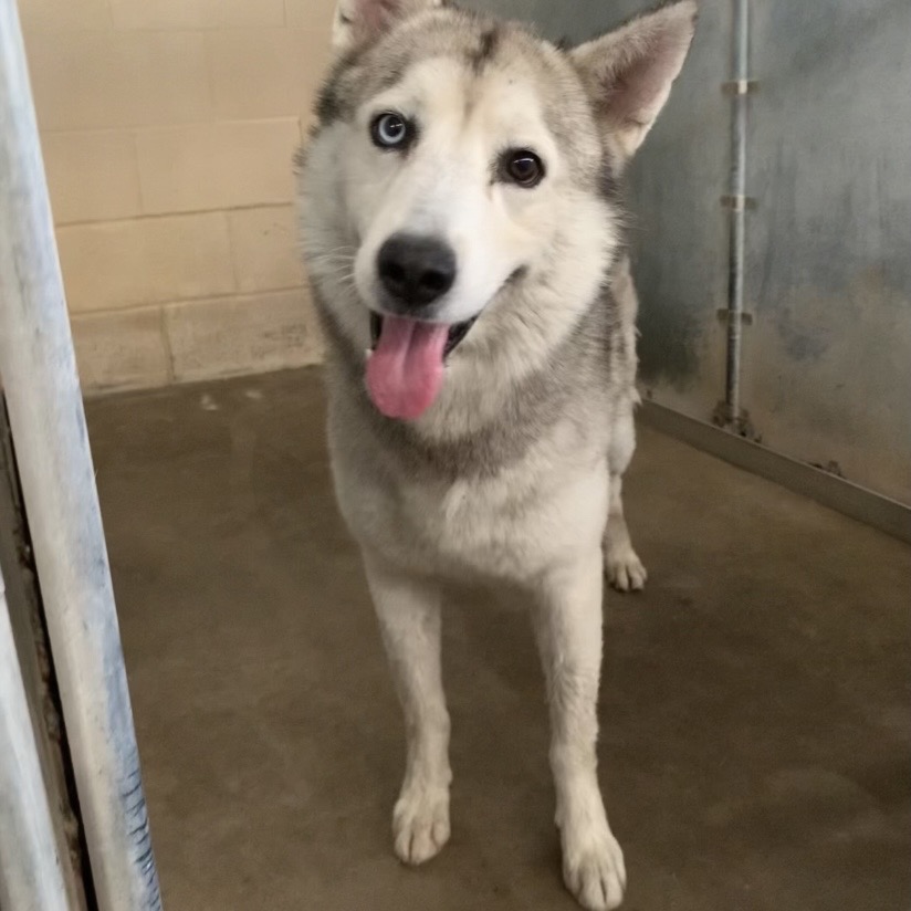 GIGGLE MCDIMPLES - Husky available for adoption