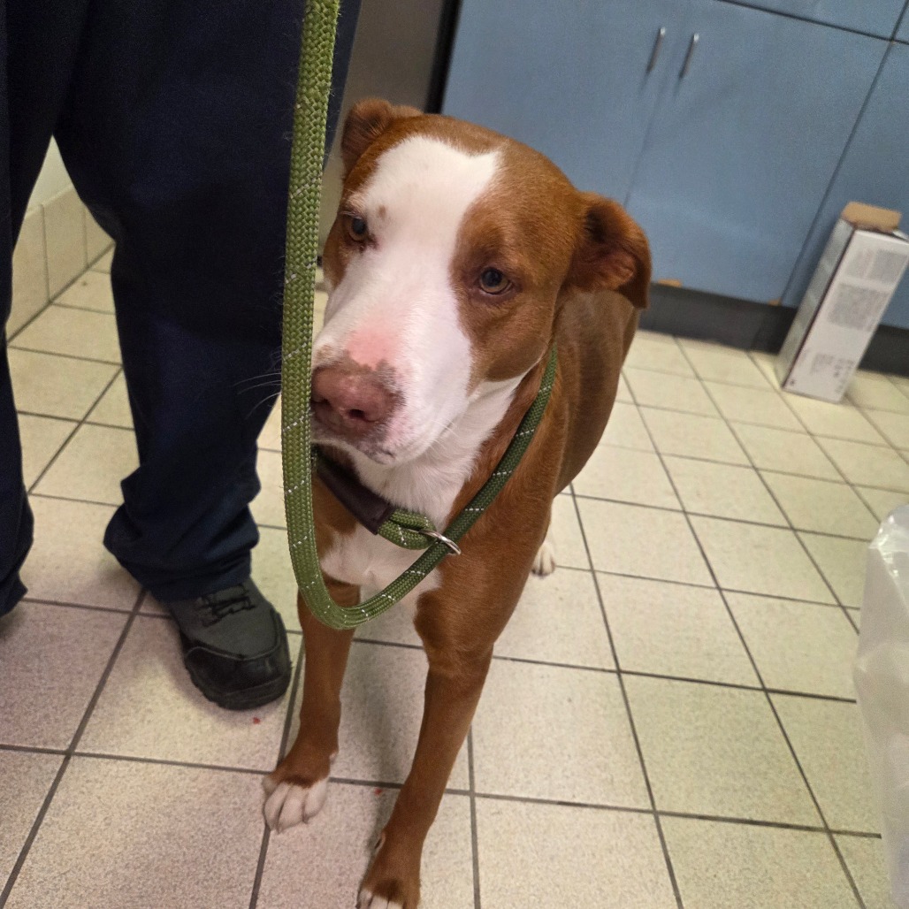 Molly — thumbnail 2