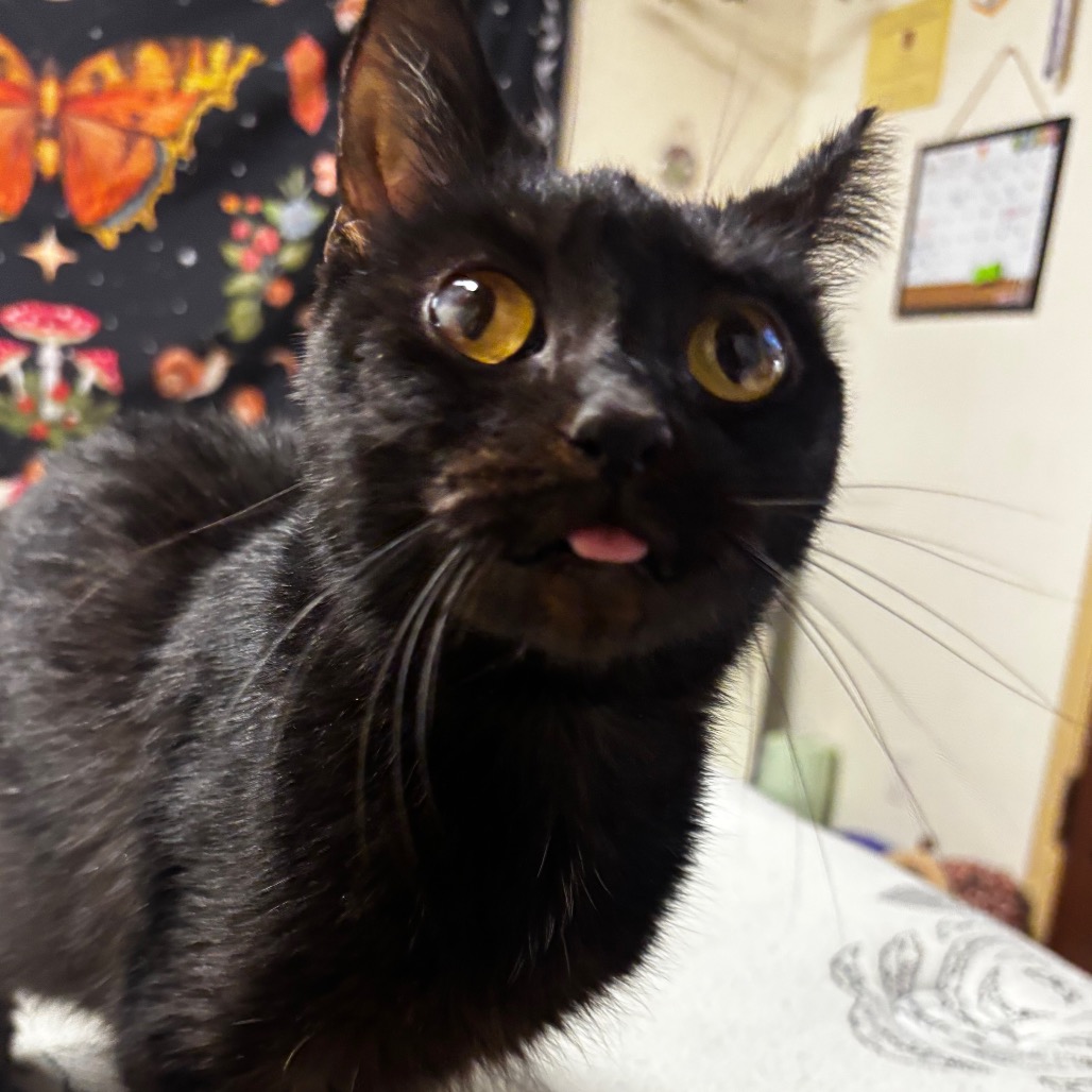 Squiggles -I'm in a foster home, Call to meet with me!, photo 5