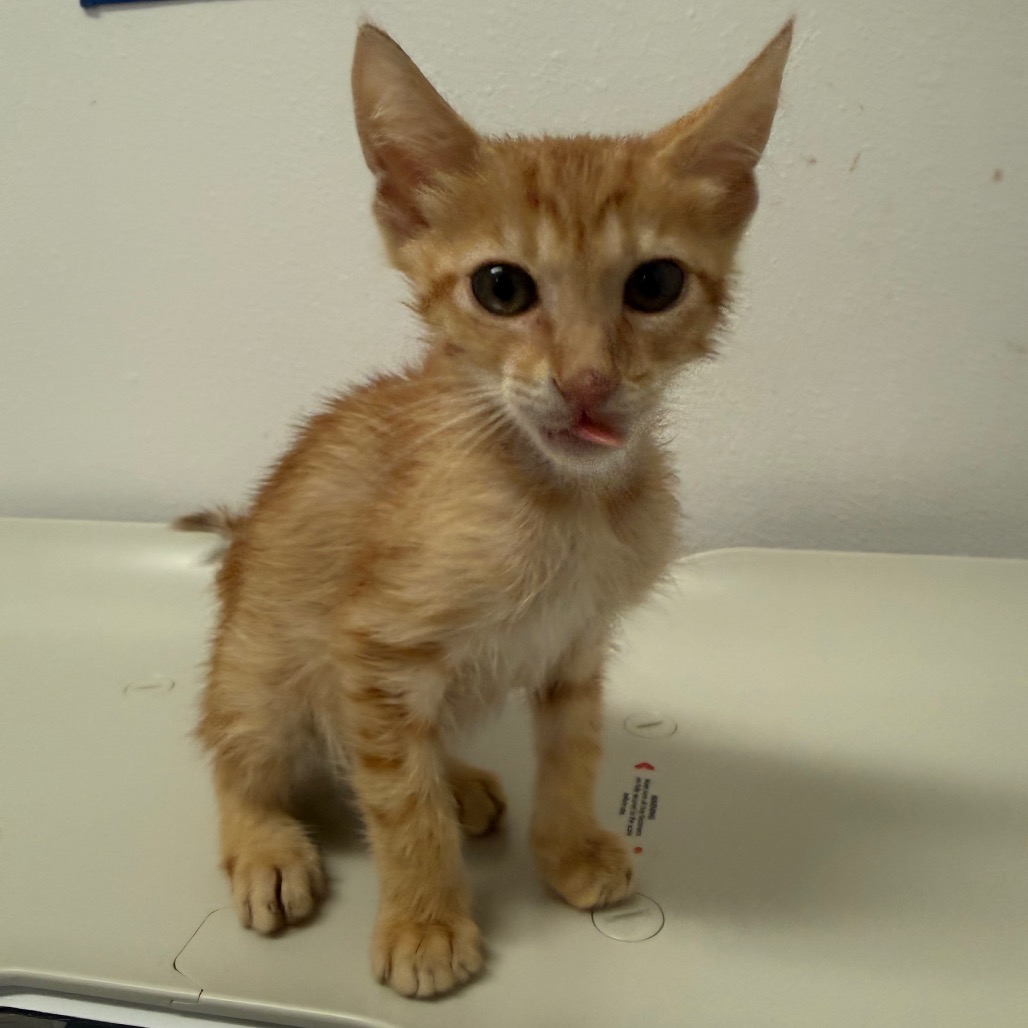Photo of Kerry, available for adoption at PVAS