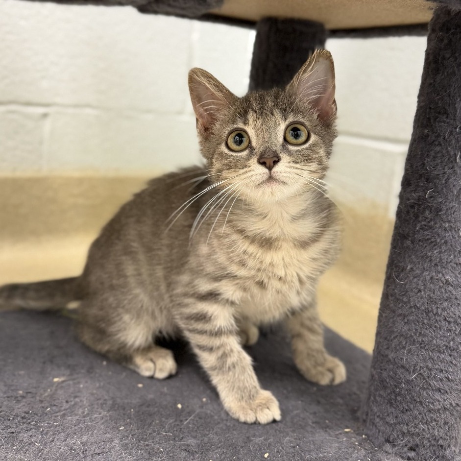 NERO - Domestic Shorthair available for adoption