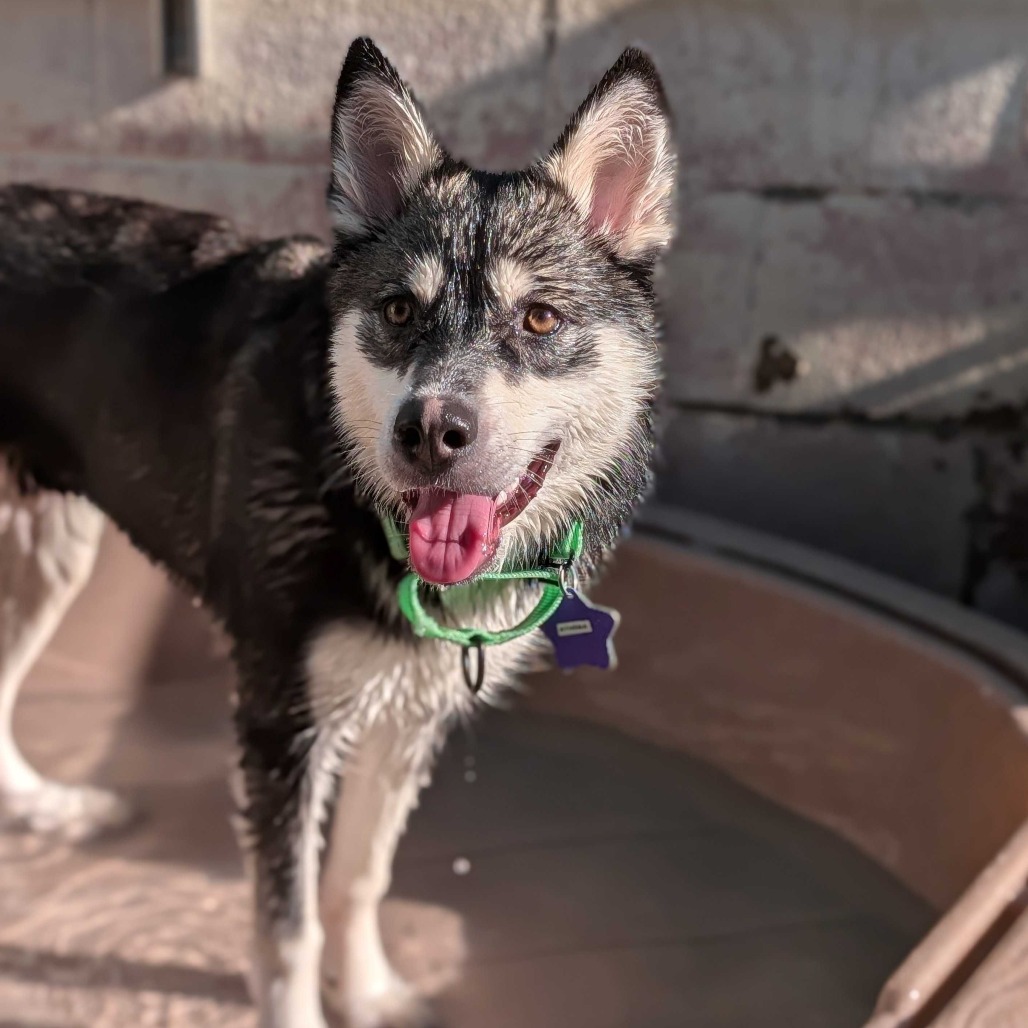 Athena — thumbnail 4