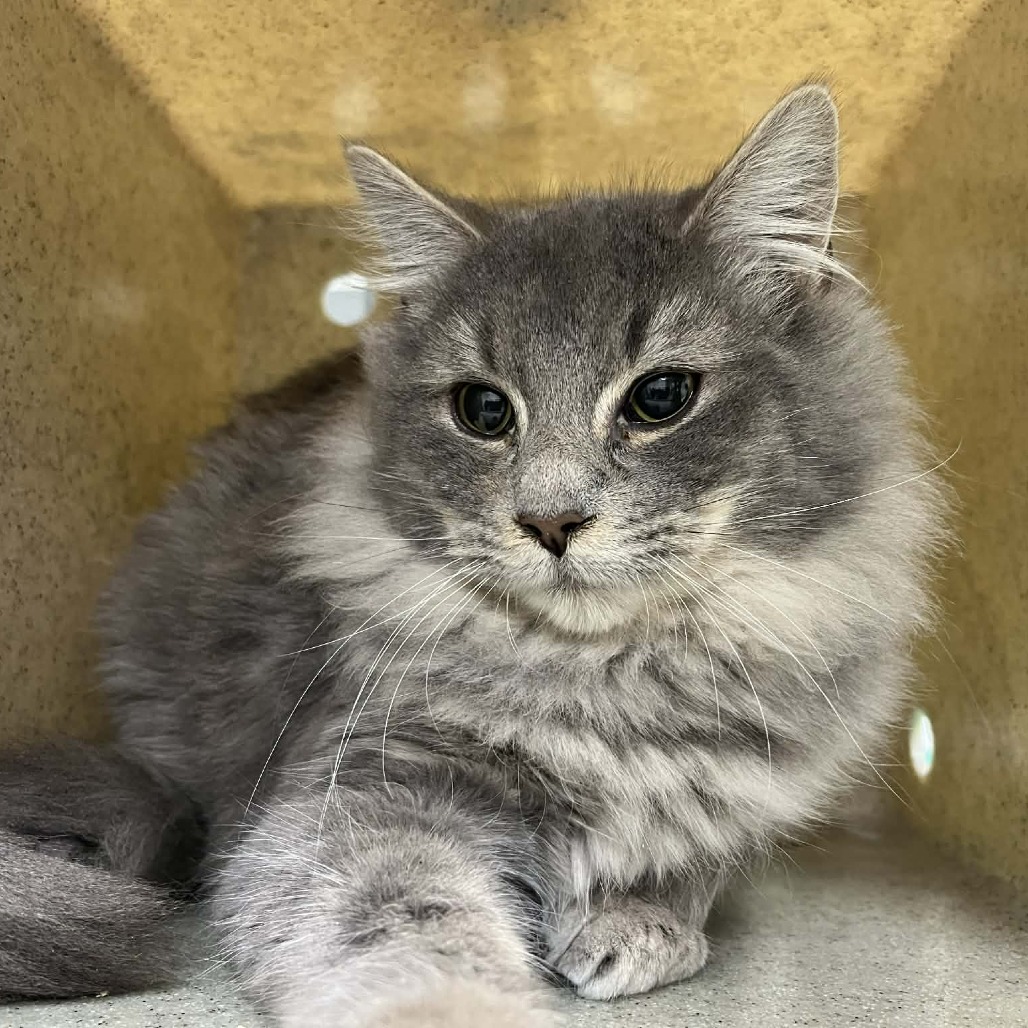 Graham — thumbnail 2