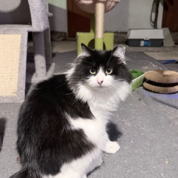 Boots  - Domestic Medium Hair