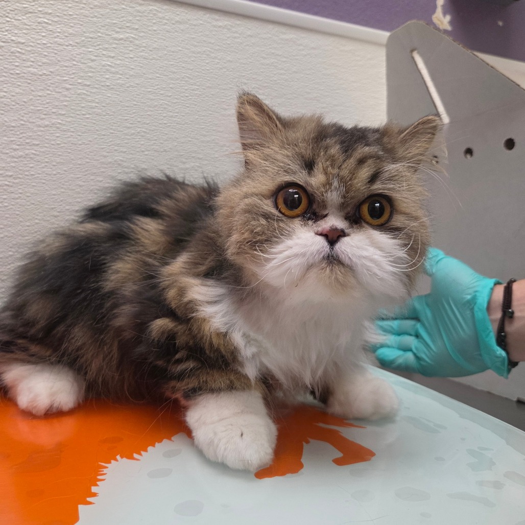 Stray Hold- Sunflower