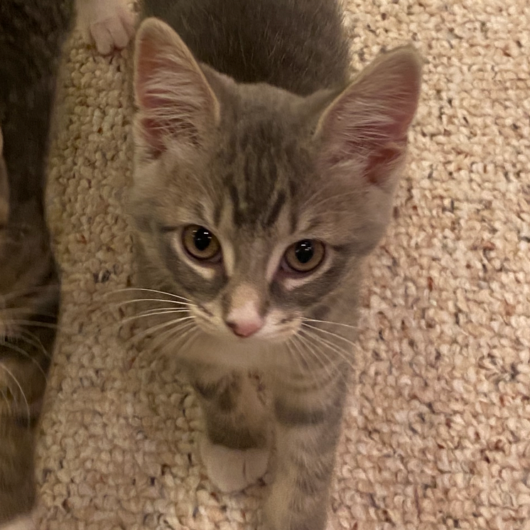 Gia