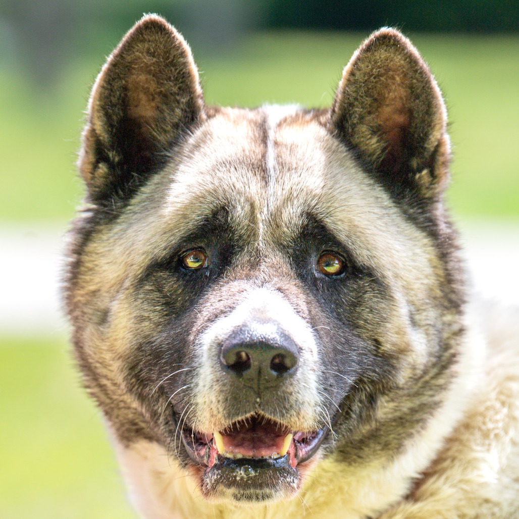 Akita