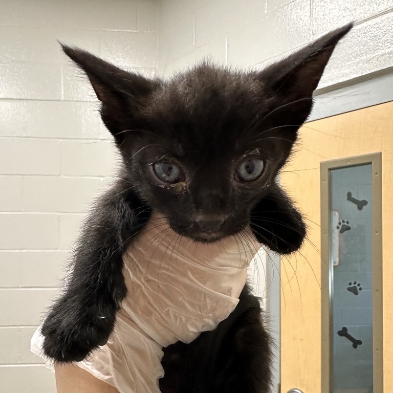 CAPTAIN - Domestic Shorthair available for adoption