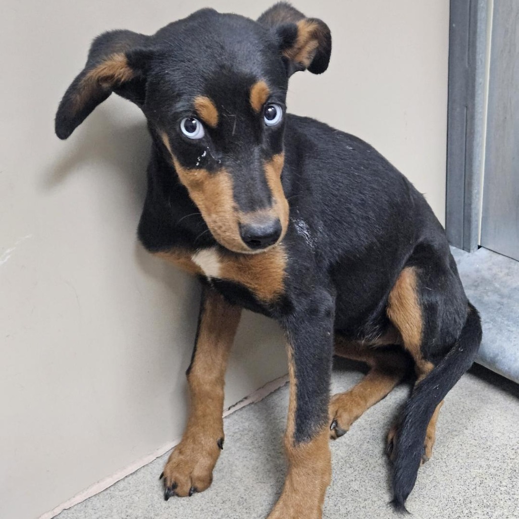  Kennel#34c(yellow collar) Shia's preview photo