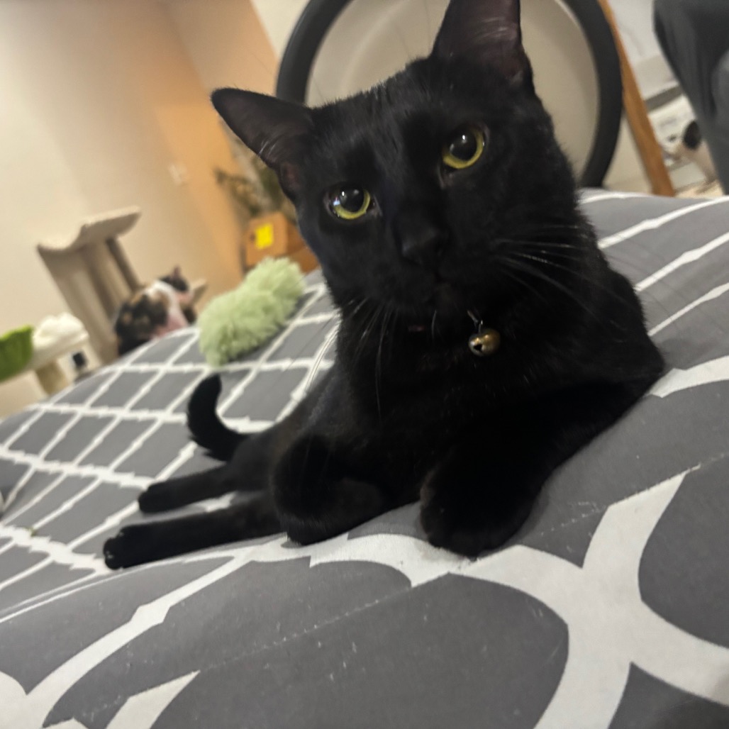 MAGNOLIA - Domestic Shorthair for adoption in Madison