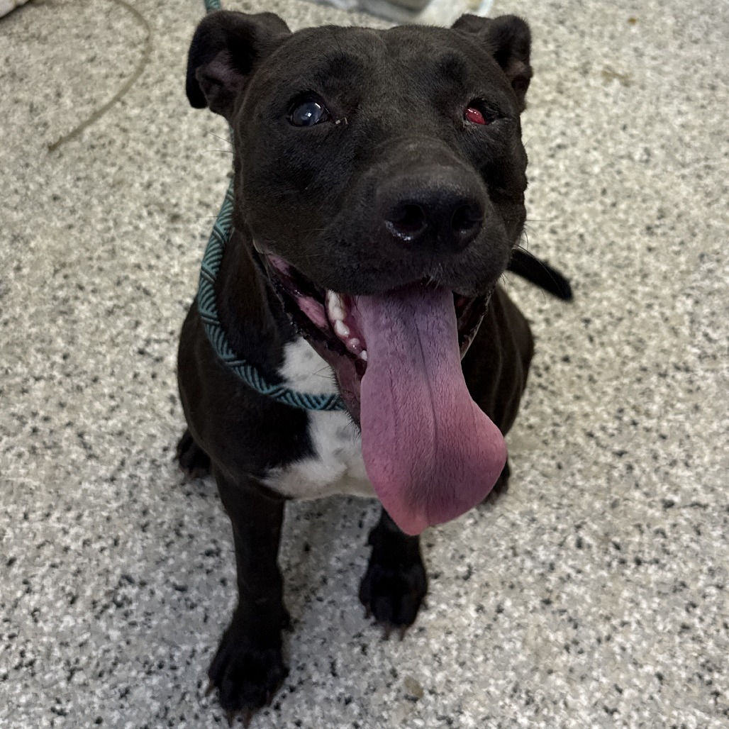 AMELIA BADELIA - Terrier, American Staffordshire / Bulldog available for adoption