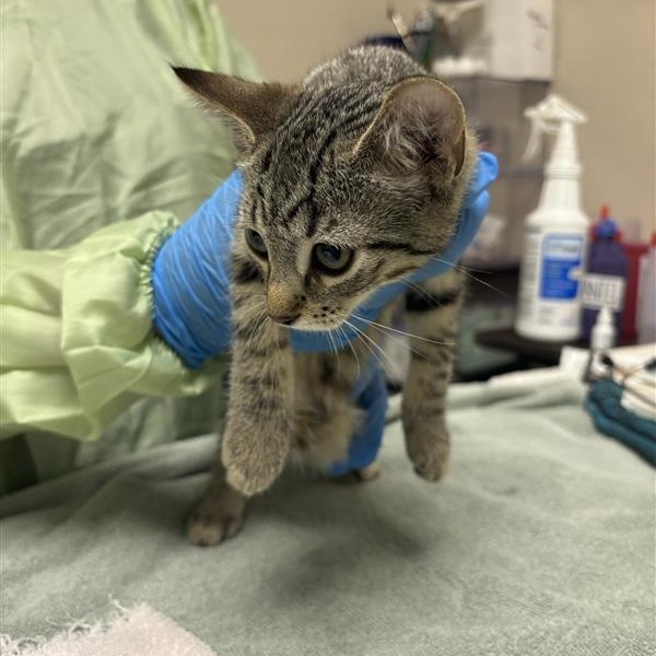FRANKIE STEIN - Domestic Shorthair available for adoption