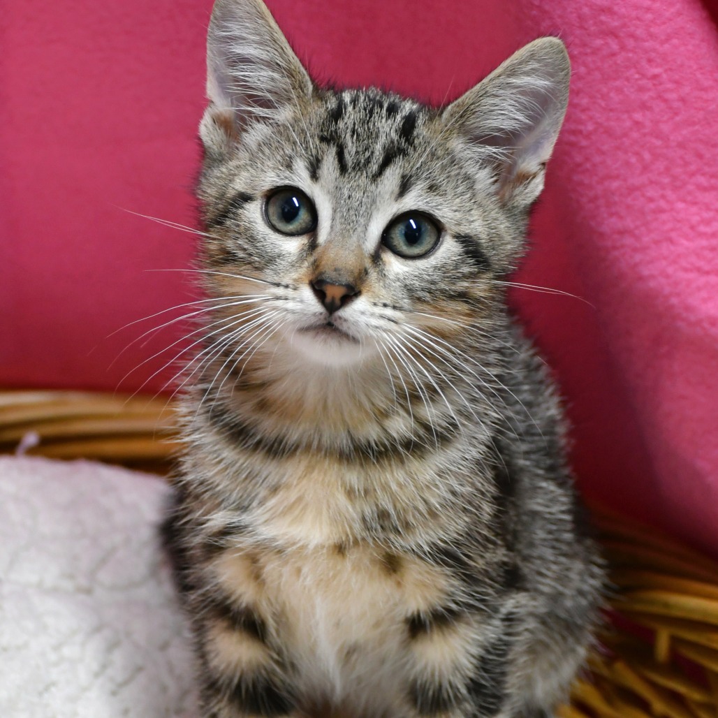 CORDUROY - Domestic Shorthair available for adoption