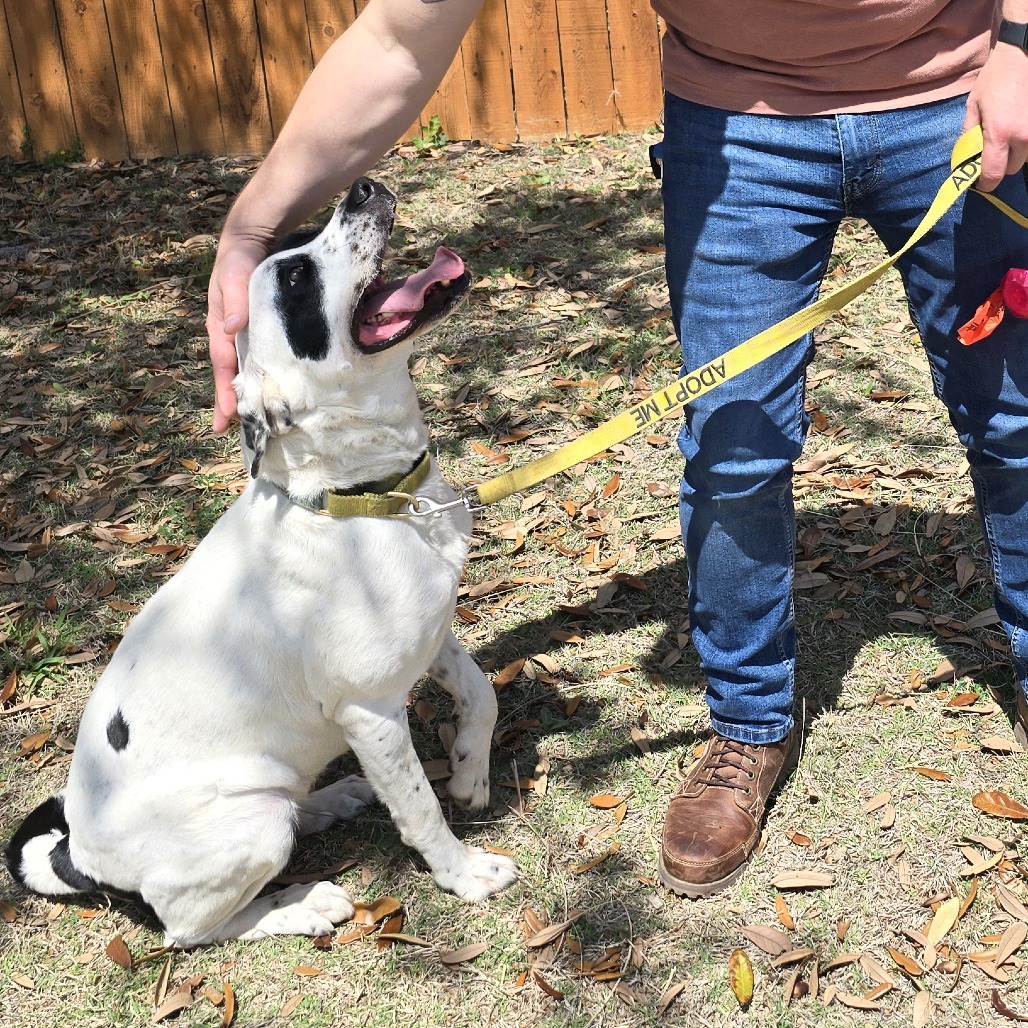 Dutchess — thumbnail 9