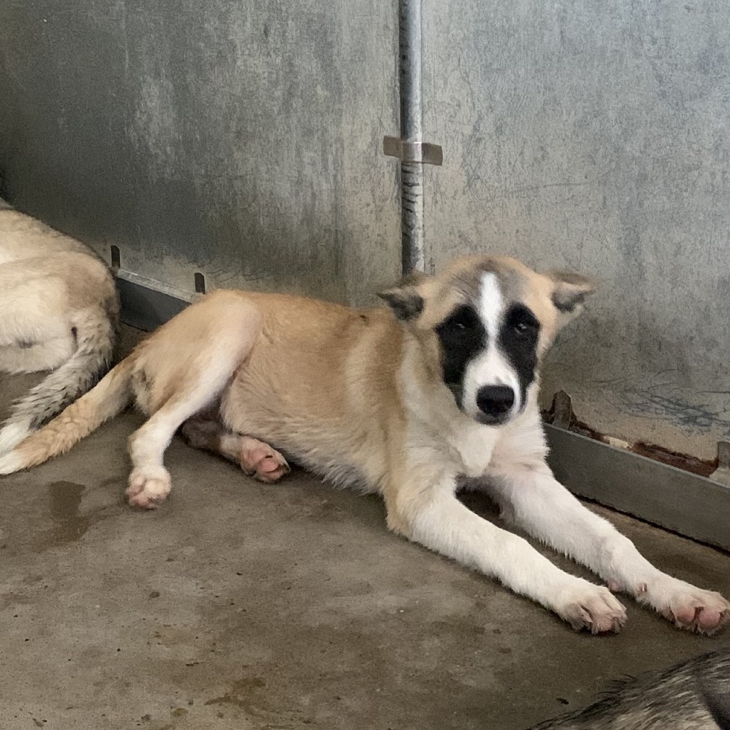 Pie, available for adoption at PVAS