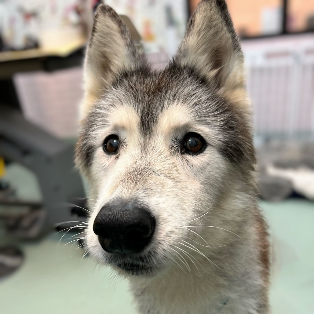 Rosita 13709 — thumbnail 3