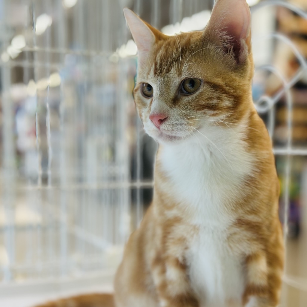 Gordy — thumbnail 3