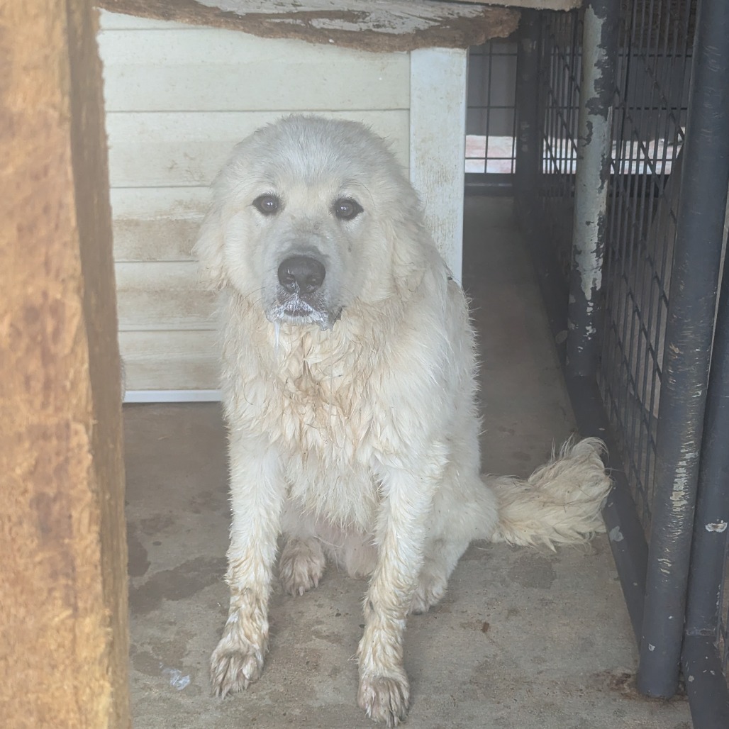 Great Pyrenees