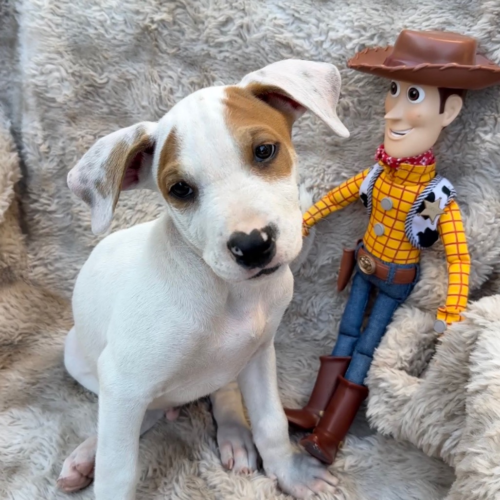 Woody