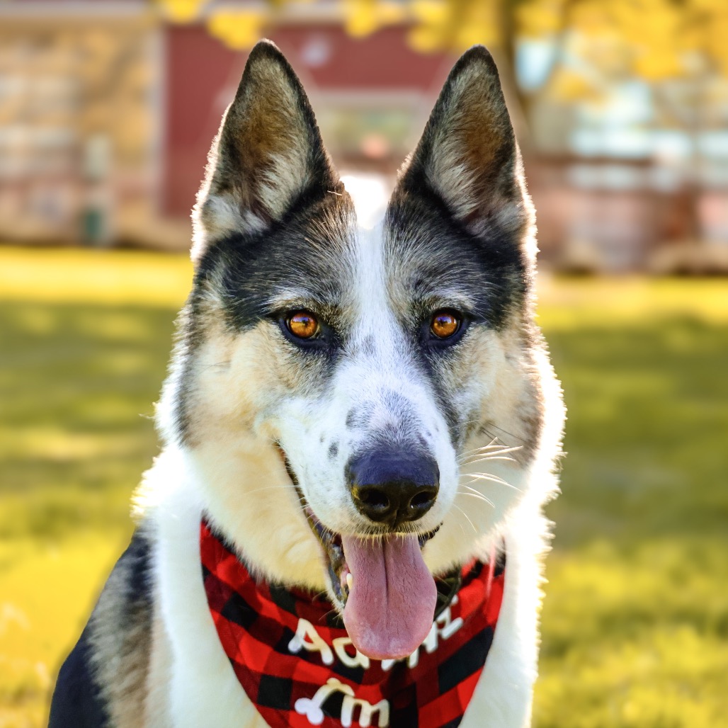 Benny, photo 18