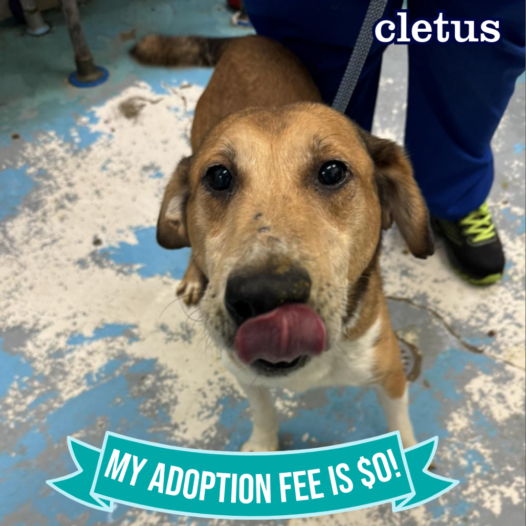 Cletus — thumbnail 5