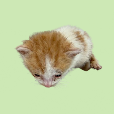 Tusc Stray 82310