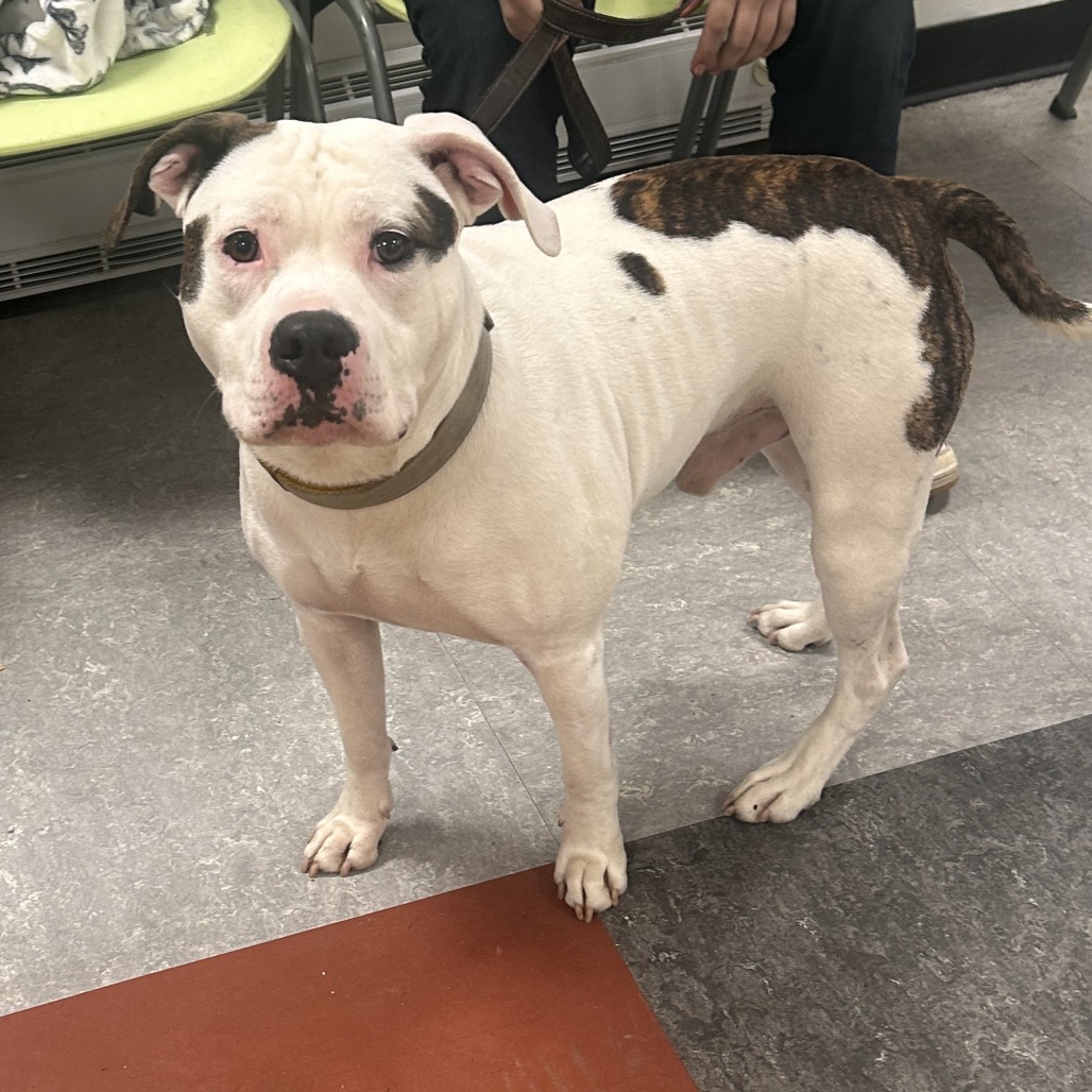 Diesel — thumbnail 3