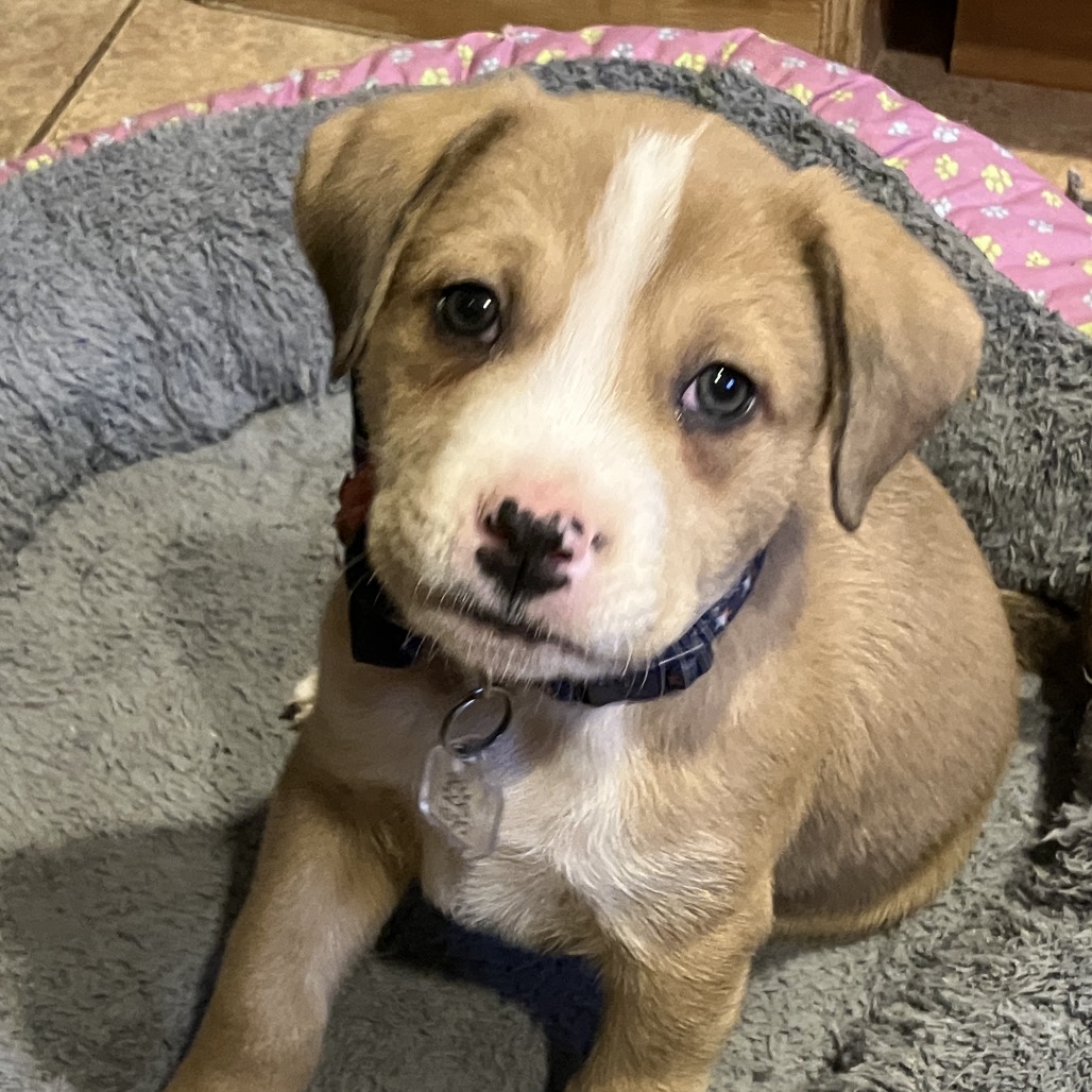 Misty's Pup- Bagel — thumbnail 5