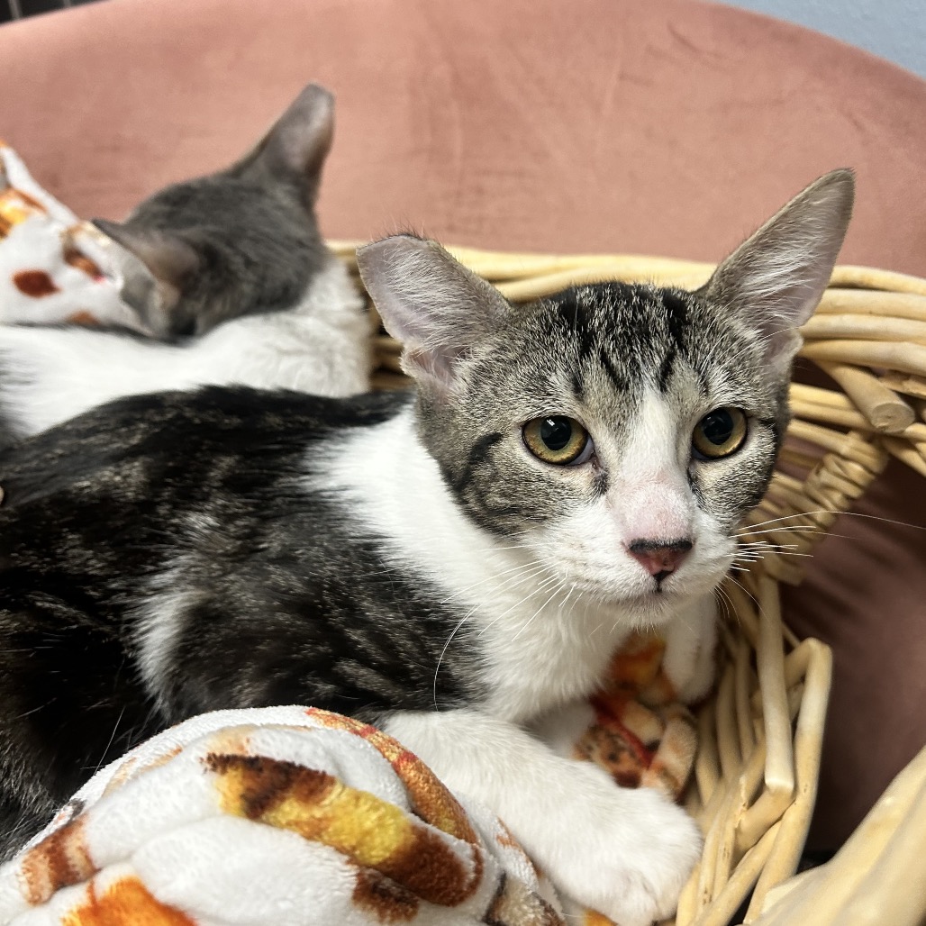 MICKEY - Domestic Shorthair available for adoption