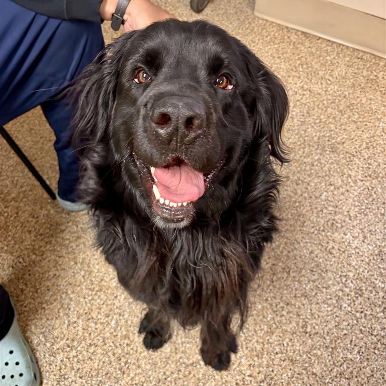 Theo: Male 24 Retriever, Black Labrador/Newfoundland