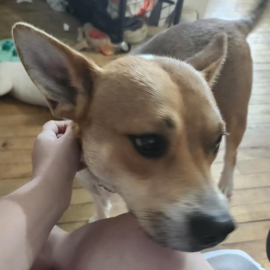 BETSY - Mixed Breed (Medium) available for adoption