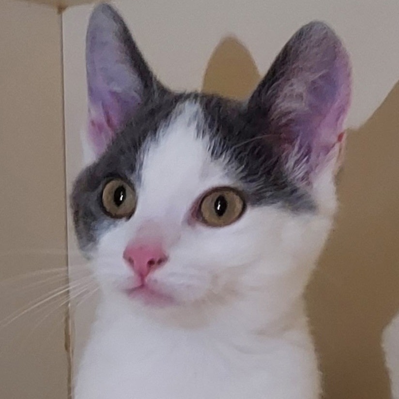 ROAD RUNNER - Domestic Shorthair available for adoption