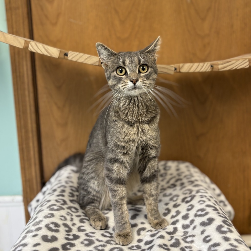 Feliciana--In Foster***ADOPTION PENDING***