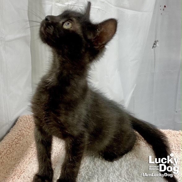 WHISPER - Domestic Shorthair available for adoption