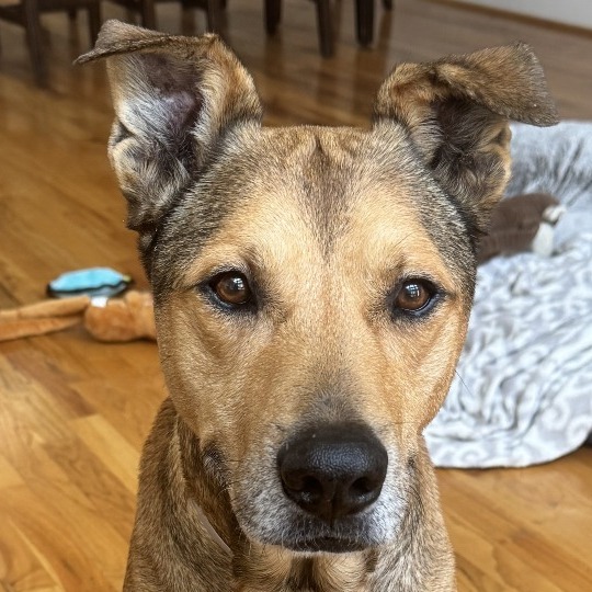 PABLO - Shepherd / Mix available for adoption