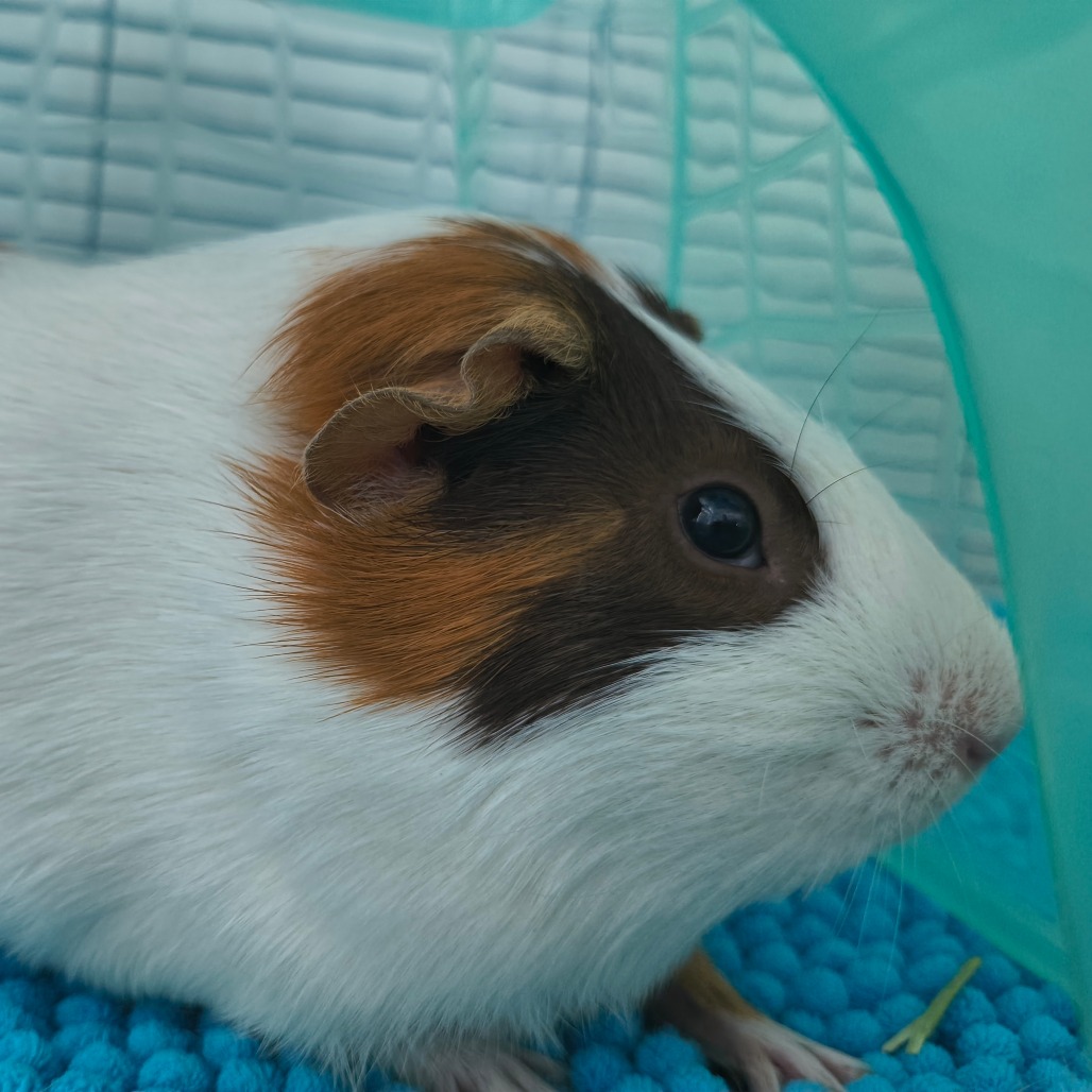 PEANUT - American available for adoption