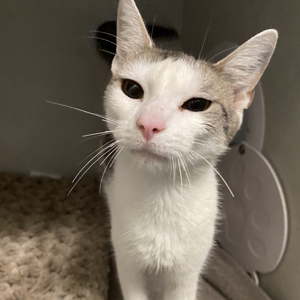 BETTY - Domestic Shorthair available for adoption