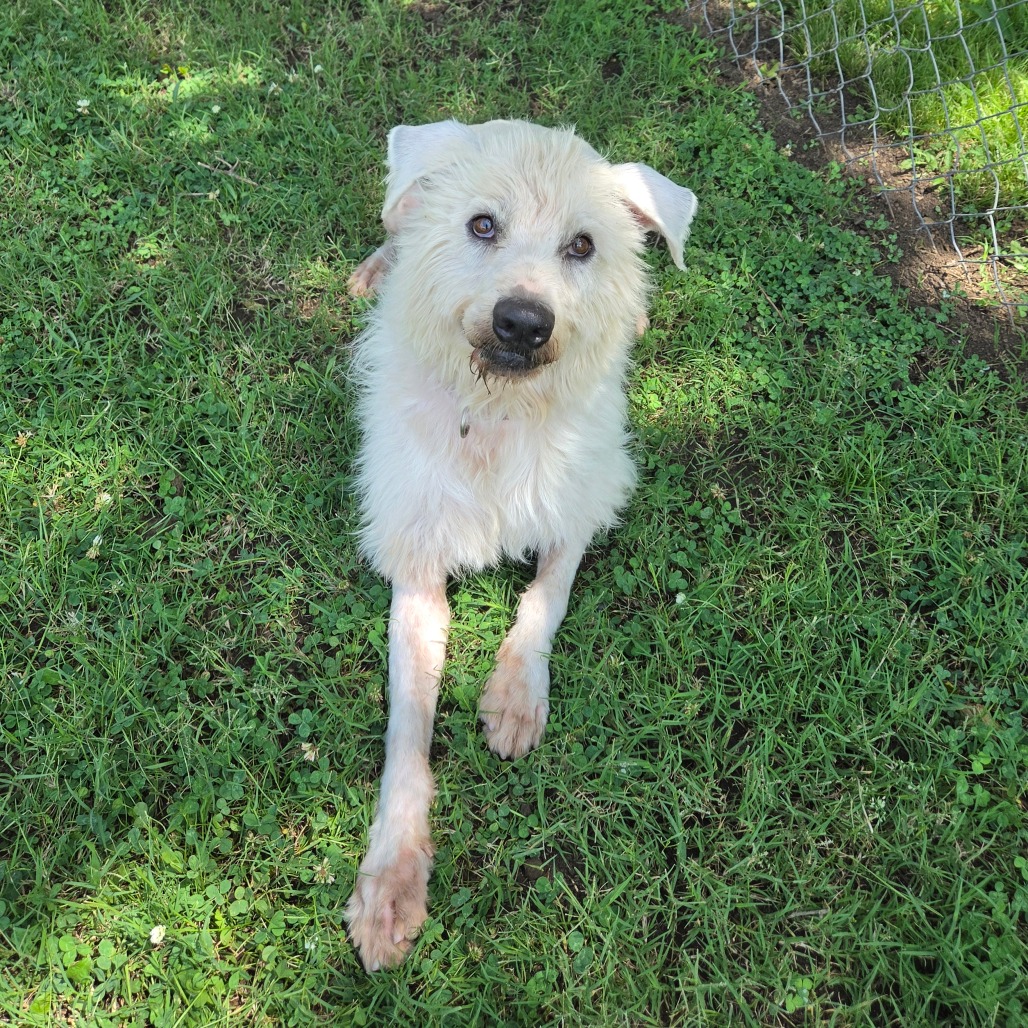 Shaggy photo 14