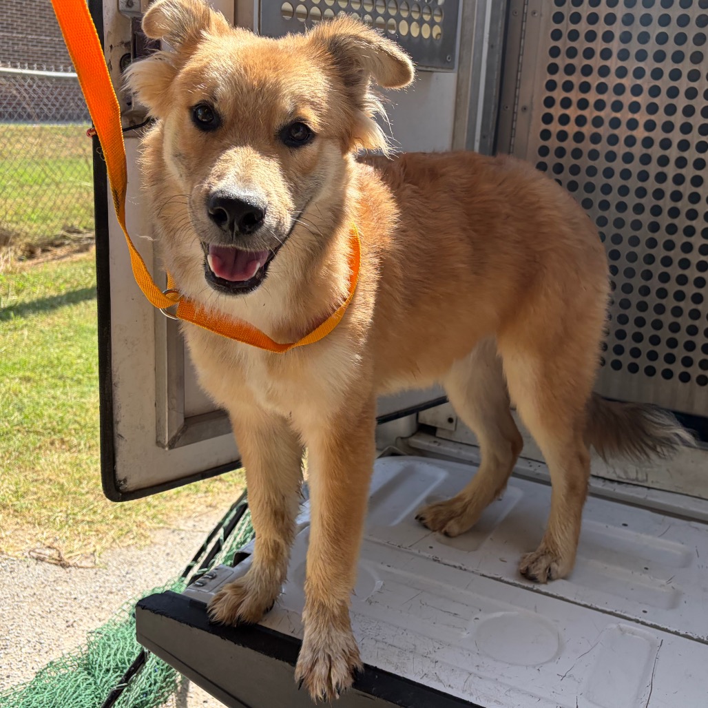 BERT - Shepherd, Australian / Mixed Breed (Medium) available for adoption