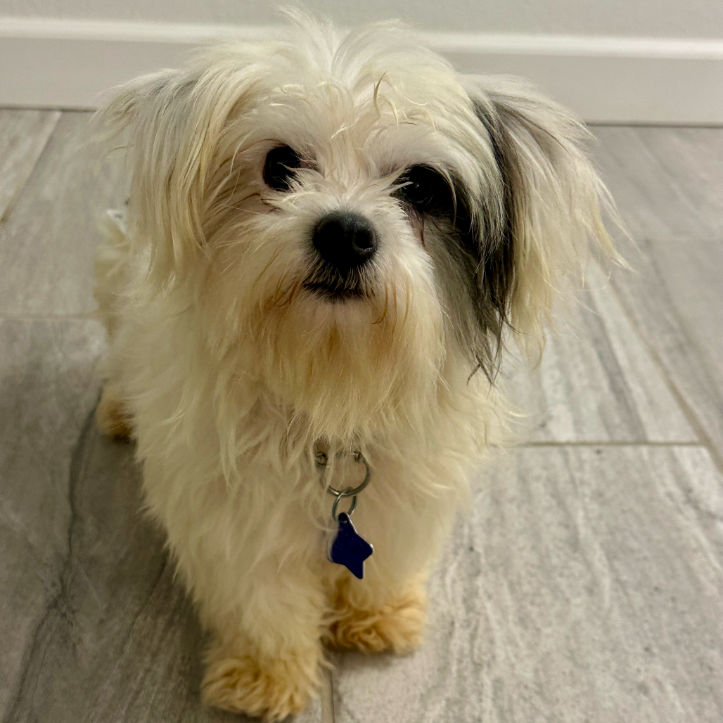 Snow — thumbnail 2