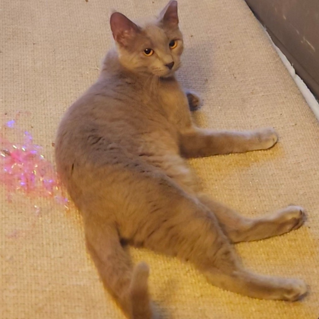 TOBY - Domestic Shorthair available for adoption