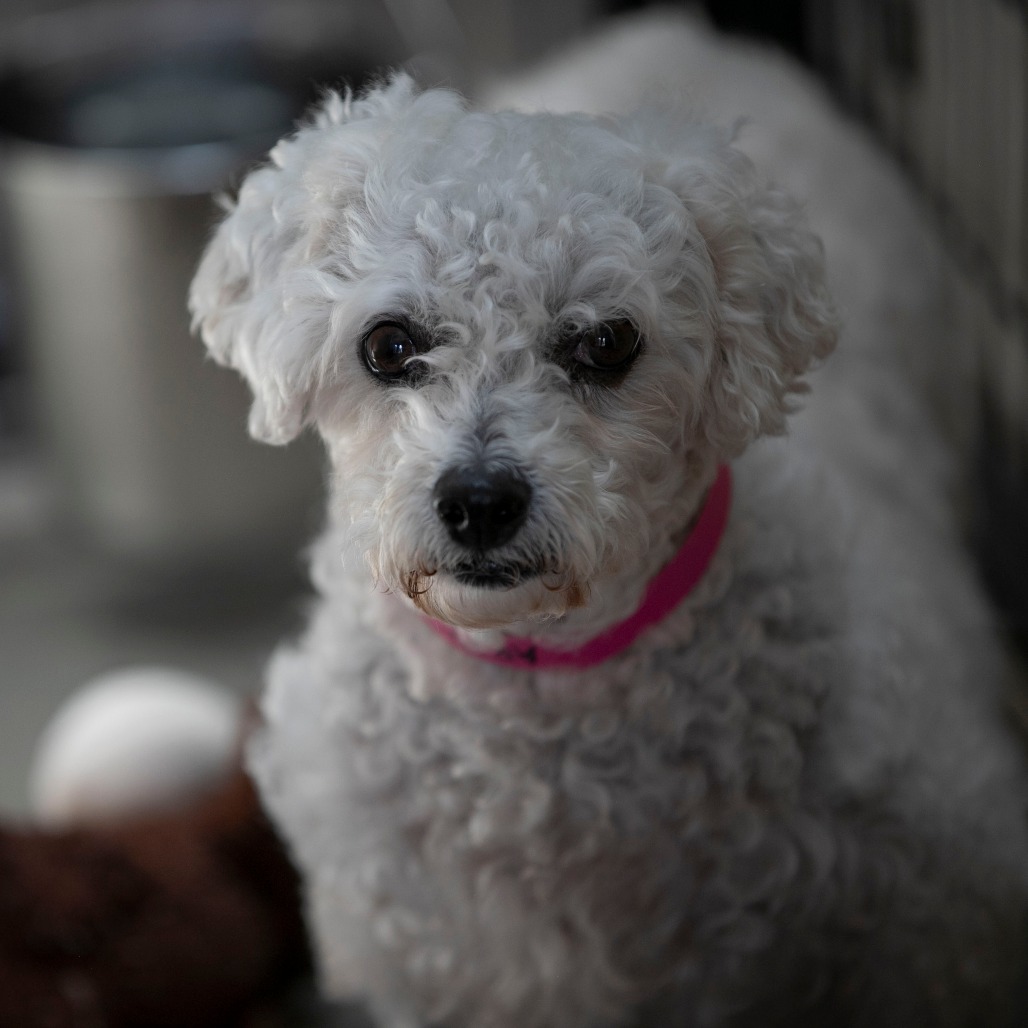 Tracey (AP26-67), photo 20