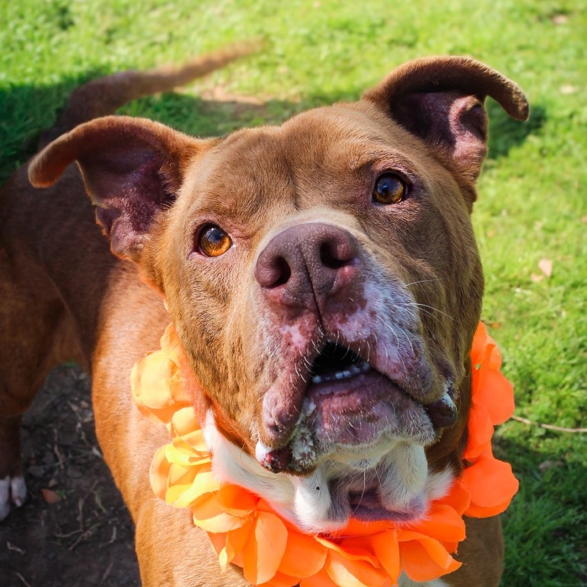 Sauce, an adoptable dog at SPCA-BC
