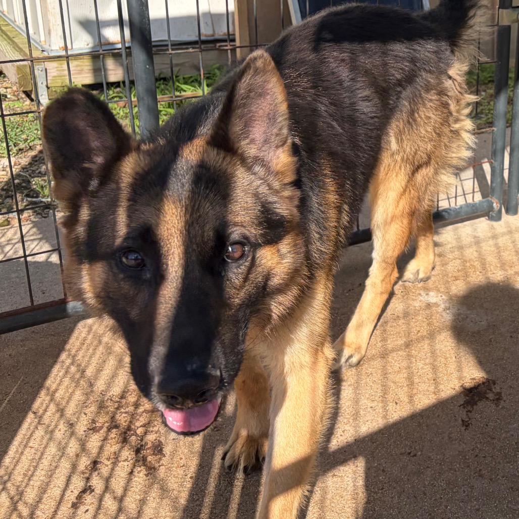 Shaggy, an adoptable dog at SPCA-BC