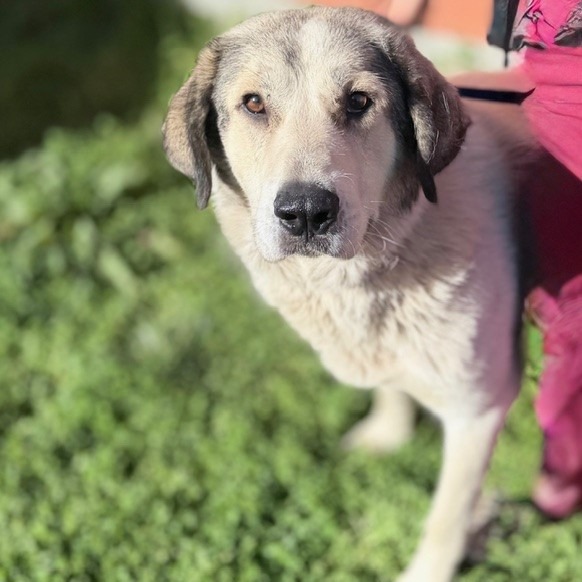 Kennel#27 Annie's preview photo